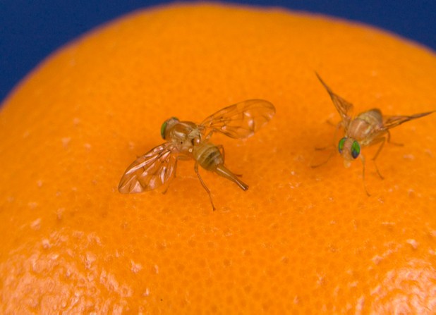No Sex = More Drinking (Among Fruit Flies Anyway)