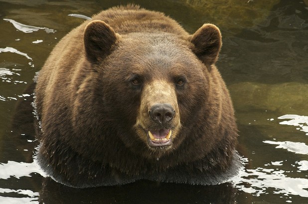 Bears Used to Protect Marijuana Grow Op.