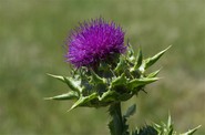 Considering Milk Thistle for Alcoholic Liver Disease – an Overview and Review of the Evidence