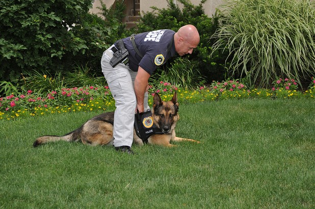 K9 Drug Dogs for Hire to Parents