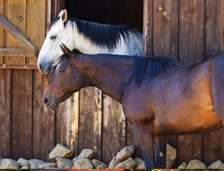 Equine-Assisted Therapy
