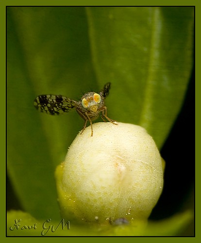 Can Fruit Flies Become Alcoholics?