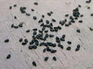 Nigella Sativa (Black Seed) a Natural Opiate Withdrawal Cure?