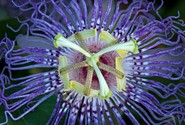Passionflower to Treat Opiate Withdrawal Symptoms