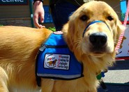 Trained Service Dogs Reduce PTSD Symptoms 