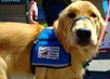 Trained Service Dogs Reduce PTSD Symptoms 