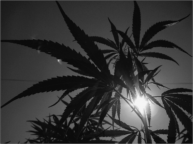 New Medical Marijuana – No High, No Munchies
